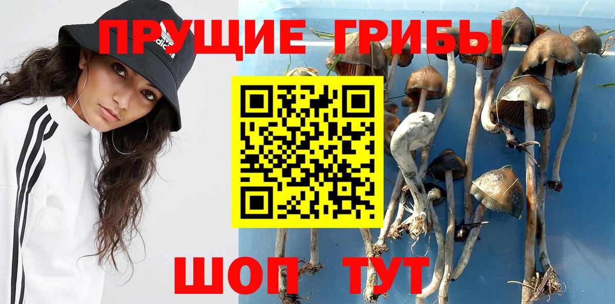 Псилоцибиновые грибы мицелий Чита